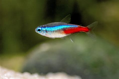 Neon Tetra: Fish Species Profile