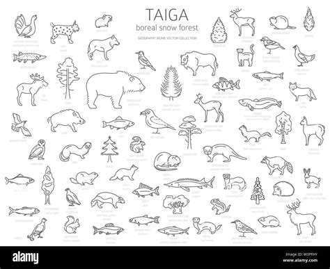 Taiga biome, boreal snow forest thin simple line design. Terrestrial ...