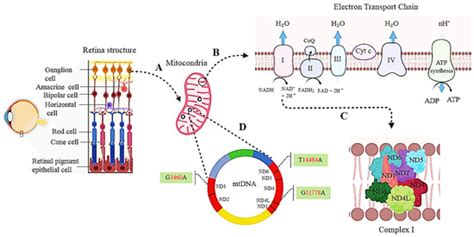 Current and Future Landscape in Genetic Therapies for Leber Hereditary ...
