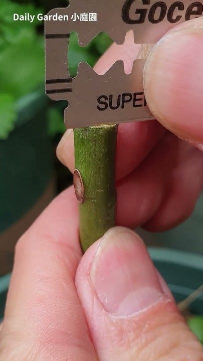 Rose Tree Splice 的图像结果