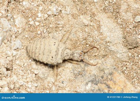 Image result for Doodlebug Insect