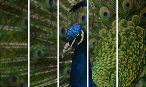 Shop Peacock Pizzazz 5-Panel Photography Framed Wall Art at Moolwan