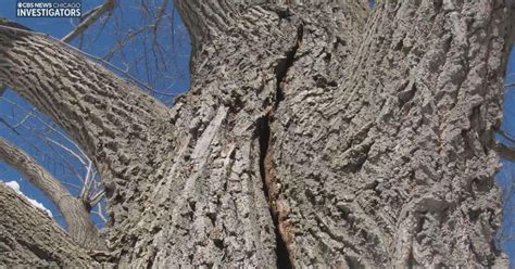 Image result for Exploding Tree in Winter