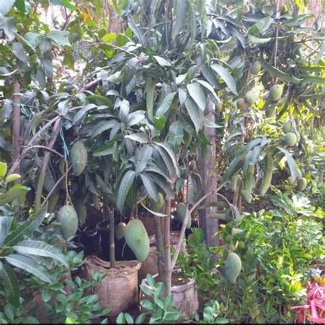 Jual pohon mangga harum manis besar dan berbuah - Jakarta Utara ...