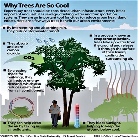 How Do Trees Cool The Air? The Science Behind Natural Shade