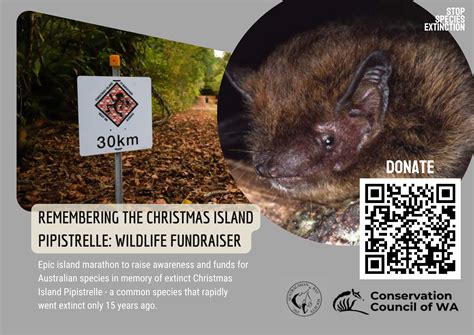 Christmas Island Pipistrelle - Conservation Council of Western Australia