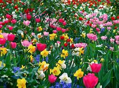 Image result for Free Spring Wallpaper Tulips