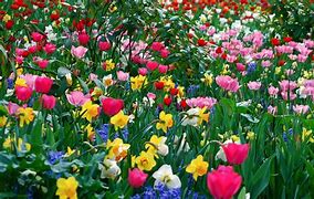 Image result for The 20 Best Spring Flowers