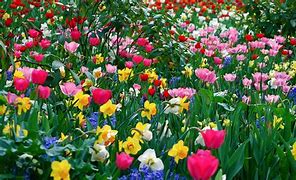 Image result for Free Wallpaper Backgrounds for Desktop Spring