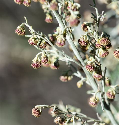 Artemisia californica - Calflora