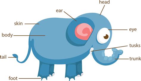 elephant vocabulary part of body vector 3147321 Vector Art at Vecteezy