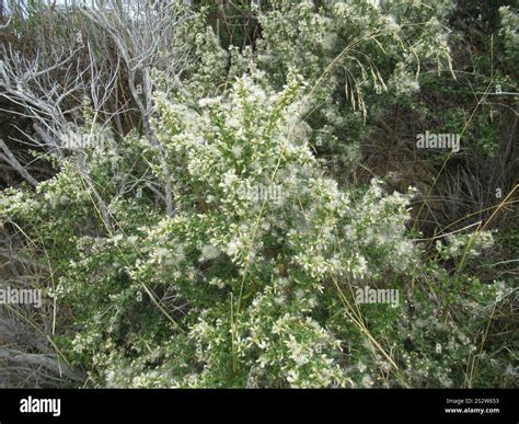 coyote brush (Baccharis pilularis Stock Photo - Alamy