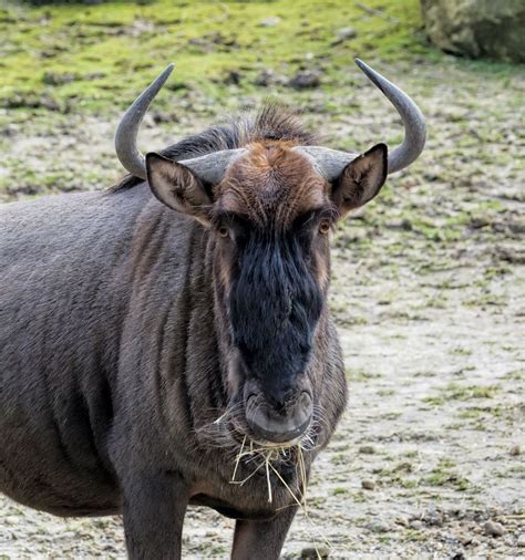 GNU Simulator 8085 Add Two 8-Bit Number 的图像结果