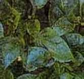 தவேப வேளாண் இணைய தளம் :: பயிர் பாதுகாப்பு