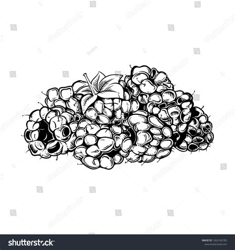 Image result for Raspberry Drawing