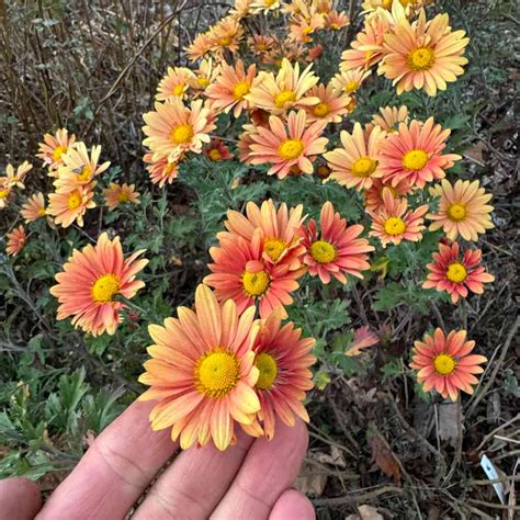 Hardy Garden Mum 'Campside Glow' - Garden Mum - Chrysanthemum x ...