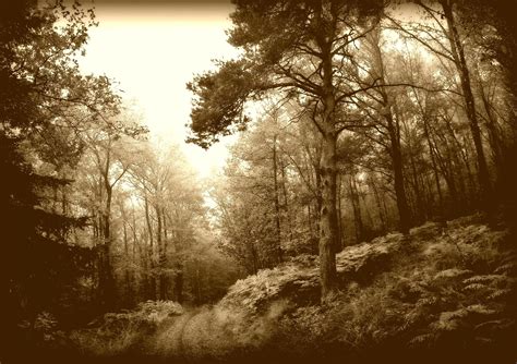 Forest Landscape High Resolution 的图像结果