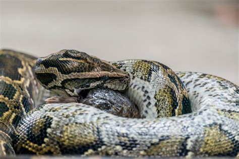 Image result for Green Python Eating Rat
