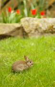 Image result for Baby Brown Rabbit