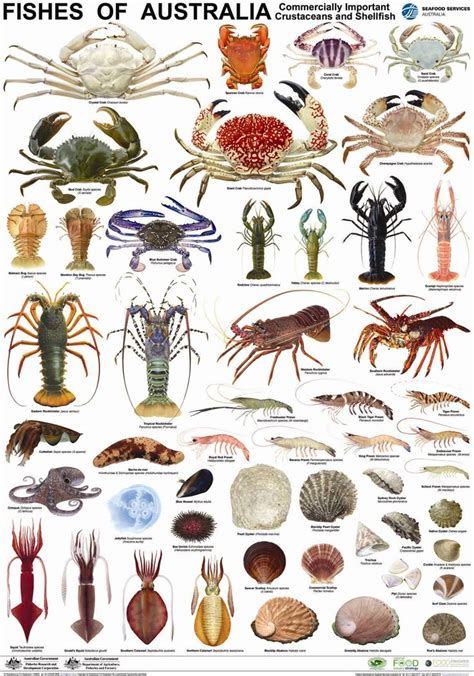 Image result for Class Crustacea