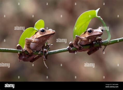 Image result for Tree Frog Catching