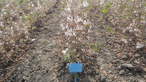 GADC-2 | Anand Agricultural University, Anand