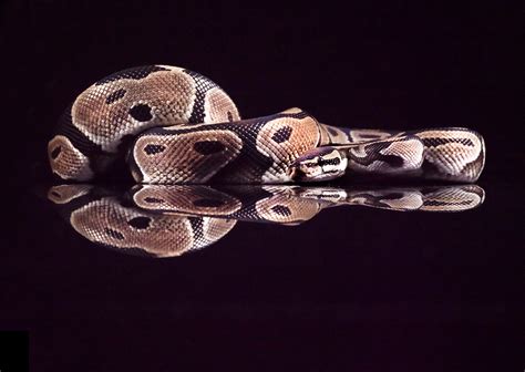 Image result for Royal Python Life Span