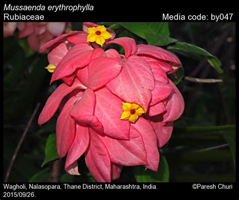 Mussaenda erythrophylla | Butterfly