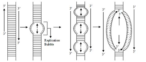 Nucleic Acids (DNA and RNA) - Biology for ACT PDF Download