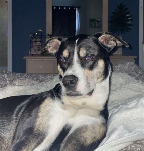 Mya's attempt at the "Blue Steel" look : r/aww