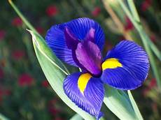 fiori e flower homes iris flowers fiori e flower homes iris flowers
