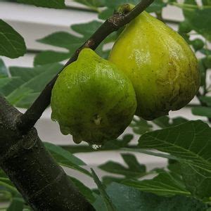 Two Figs Farm at the Islands Farmers Market , Islands Farmers ...