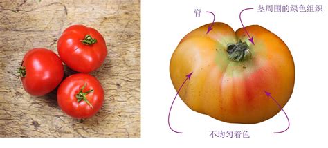 番茄图片大全_番茄素材下载-包图网
