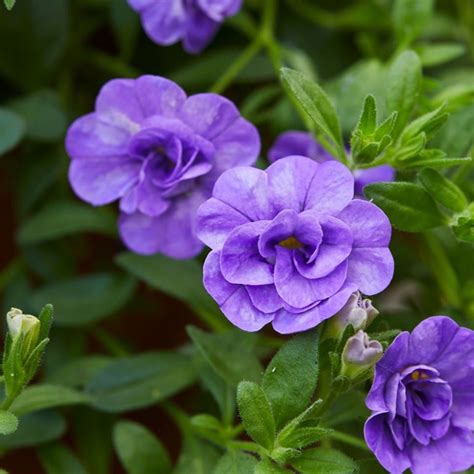 Buy mini petunia / million bells Calibrachoa 'Can-can Double Provence ...