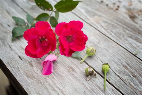 Growing roses from seeds