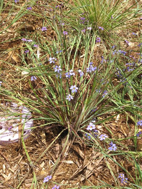Small Ornamental Grasses With Purple Flowers