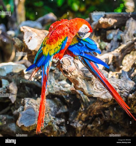 Genus Of Macaws