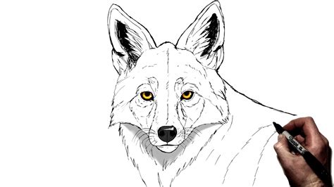 Coyote Head Drawing
