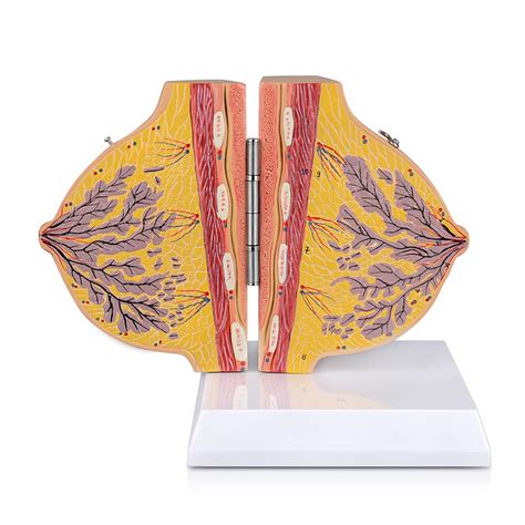 Non-lactating Breast Model - Breast Sagittal Section Anatomical Display ...