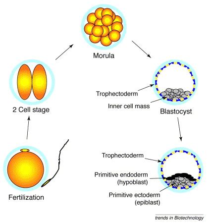 Image result for Germ Cell Development