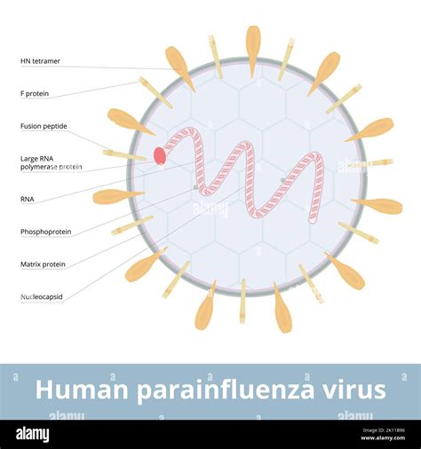 Parainfluenza viruses Stock Vector Images - Alamy