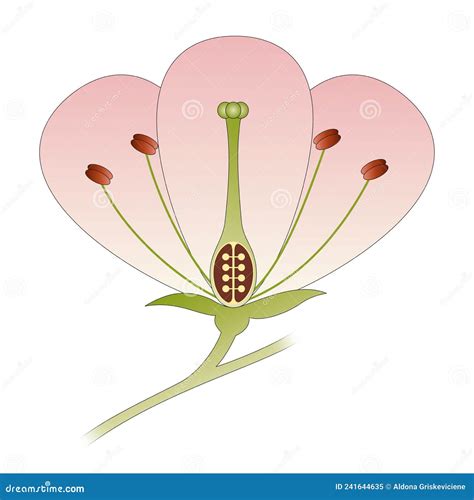 Diagram of a Flower Showing the Pistil, Stigma, Style, Ovary, Stamen,. Peduncle Stock ...