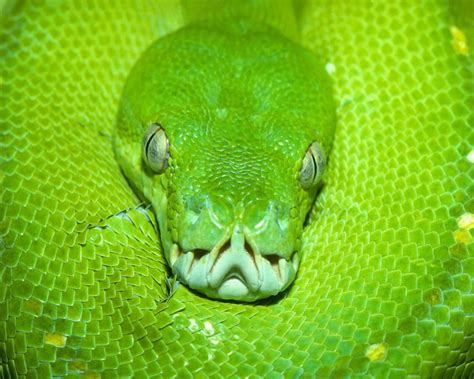 Image result for Python Animal Meaning