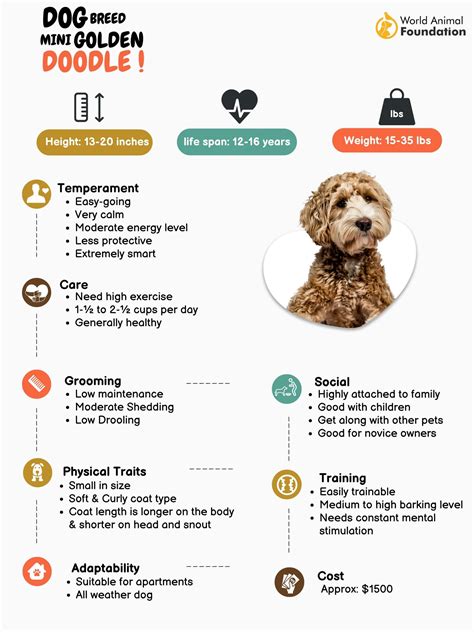 Mini Goldendoodle - An Intelligent, Adorable Companion