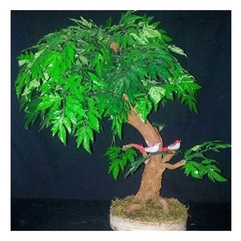 Bonsai Plants - Artificial Pine Bonsai Tree Manufacturer from New Delhi