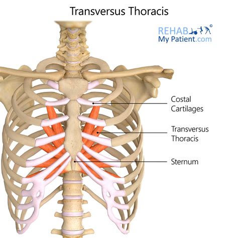 Transverse Thoracic Muscle