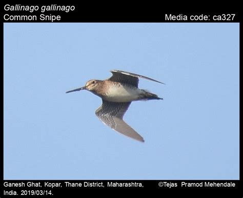 Gallinago gallinago (Linnaeus, 1758) - Common Snipe | Birds
