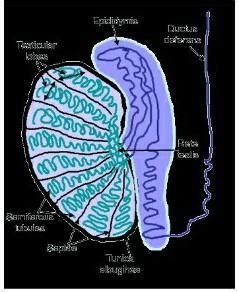 sketch and label the v.s of testis - Brainly.in