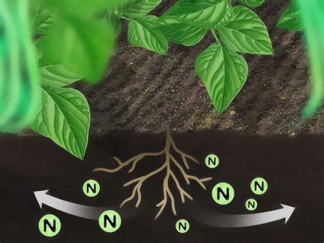 What Increases Nitrogen In Soil
