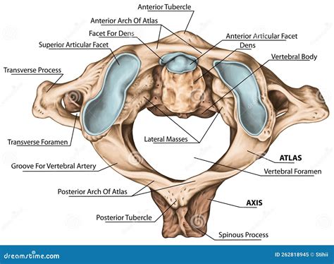 Atlas Vertebra Superior View